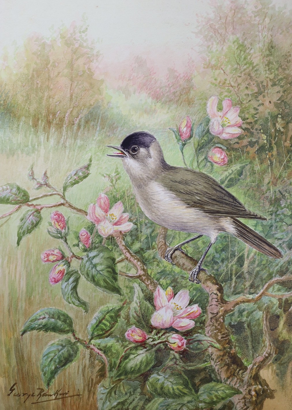 George Rankin (1864-1937), four watercolours on card, garden birds, signed, unframed, 27 x 19cm